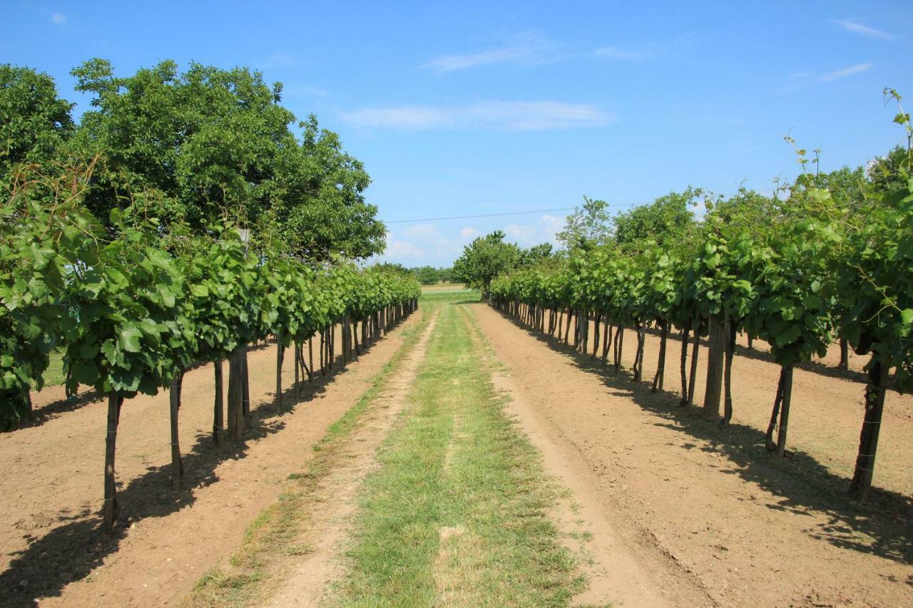 Szőlőhegyi házikó - Cottage in the vineyard Balatonszemes Exterior foto